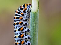 Papilio machaon 116, Koninginnenpage, Saxifraga-Tom Heijnen