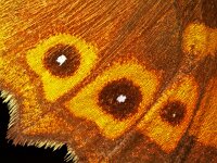 Pararge aegeria, Speckled Wood