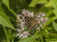 Pararge aegeria 103, Bont zandoogje, Saxifraga-Jan van der Straaten
