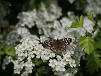 Pararge aegeria 107, Bont zandoogje, Saxifraga-Peter Meininger