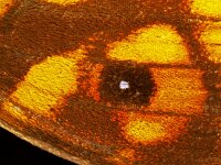 259_05A, Pararge aegeria : Pararge aegeria, Speckled Wood, Bont zandoogje, forewing upperside