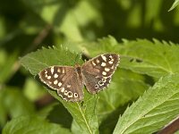 Pararge aegeria 88, Bont zandoogje, Saxifraga-Jan van der Straaten