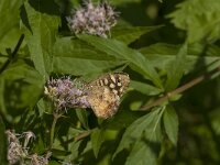 Pararge aegeria 89, Bont zandoogje, Saxifraga-Jan van der Straaten