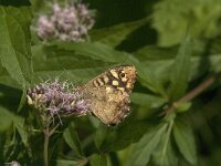 Pararge aegeria 92, Bont zandoogje, Saxifraga-Jan van der Straaten