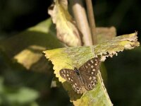 Pararge aegeria 98, Bont zandoogje, Saxifraga-Jan van der Straaten