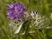 Parnassius apollo, Apollo
