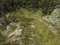 Parnassius apollo 15, Apollovlinder, habitat, F, Isere, Gresse-en-Vercors, Saxifraga-Jan van der Straaten