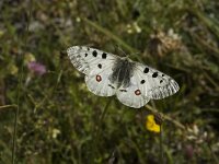 Parnassius apollo 22, Apollovlinder, male, Saxifraga-Marijke Verhagen