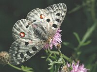 Parnassius apollo 28, Apollovlinder, male, Saxifraga-Marijke Verhagen