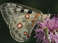 Parnassius apollo 32, Apollovlinder, Saxifraga-Marijke Verhagen