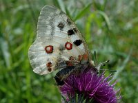 Parnassius apollo 35, Apollovlinder, Saxifraga-Marijke Verhagen