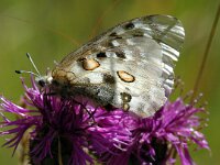 Parnassius apollo 41, Apollovlinder, Saxifraga-Jan van der Straaten