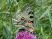 Parnassius apollo 42, Apollovlinder, Saxifraga-Jan van der Straaten