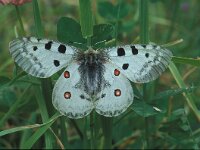 Parnassius apollo 46, Apollovlinder, Vlinderstichting-Kars Veling