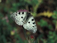 Parnassius apollo 48, Apollovlinder, Vlinderstichting-Kars Veling