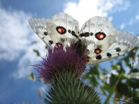Parnassius apollo 53, Apollovlinder, Saxifraga-Arthur van Dijk