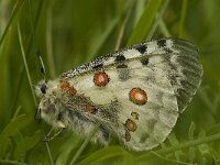 Parnassius apollo 57, Apollovlinder, Saxifraga-Jan van der Straaten