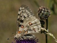 Parnassius apollo 64, Apollovlinder, Saxifraga-Marijke Verhagen