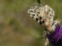 Parnassius apollo 67, Apollovlinder, Saxifraga-Marijke Verhagen