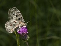 Parnassius apollo 74, Apollovlinder, Saxifraga-Marijke Verhagen