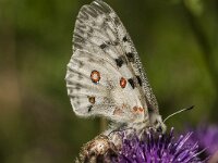 Parnassius apollo 79, Apollovlinder, Saxifraga-Marijke Verhagen