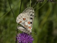 Parnassius apollo 82, Apollovlinder, Saxifraga-Marijke Verhagen