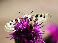 Parnassius apollo 84, Apollovlinder, Saxifraga-Bart Vastenhouw