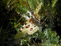 Parnassius apollo 92, Apollovlinder, Saxifraga-Ed Stikvoort