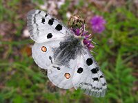Parnassius apollo 93, Apollovlinder, Saxifraga-Ed Stikvoort : jura2010