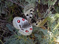 Parnassius apollo 95, Apollovlinder, Saxifraga-Ed Stikvoort
