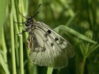 Parnassius mnemosyne 5, Zwarte apollovlinder, Vlinderstichting-Kars Veling