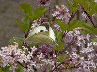 Pieris brassicae, Large White