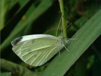 Pieris brassicae 16, Groot koolwitje, Vlinderstichting-Henk Bosma