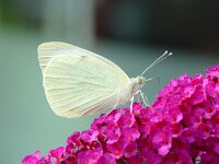 Pieris brassicae 21, Groot koolwitje, Vlinderstichting-Henk Bosma