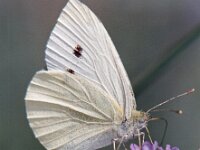 Pieris brassicae 30, Groot koolwitje, Vlinderstichting-Ab H Baas