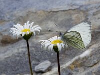 Pieris bryoniae, Dark-veined White