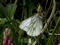 Pieris bryoniae 3, Berg geaderd witje, with spider, Vlinderstichting-Kars Veling