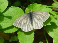 Pieris bryoniae 4, Berg geaderd witje, female, Vlinderstichting-Henk Bosma