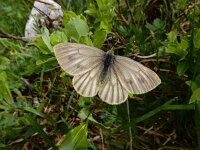 Pieris bryoniae 5, Berg geaderd witje, Saxifraga-Ed Stikvoort