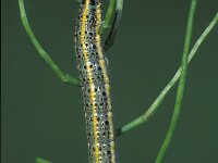 Pieris cheiranthi, Canary Large White