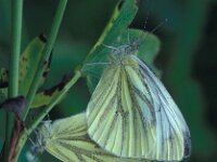 Pieris napi, Green-veined White