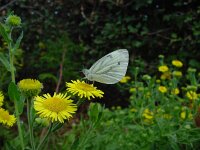 Pieris napi 10, Klein geaderd witje, Vlinderstichting-Fons Bongers