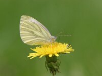 Pieris napi 12, Klein geaderd witje, Saxifraga-Jaap Schelvis