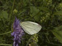 Pieris napi 13, Klein geaderd witje, Saxifraga-Jan van der Straaten