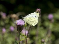 Pieris napi 18, Klein geaderd witje, Vlinderstichting-Henk Bosma