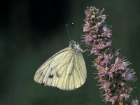 Pieris napi 23, Klein geaderd witje, Vlinderstichting-Kars Veling