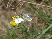 Pieris napi 28,  Klein geaderd witje, Saxifraga-Rudmer Zwerver
