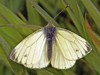 154_34, Klein geaderd witje : Klein geaderd witje, Pieris napi, Mustard white, male