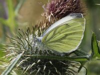 Pieris napi 33, Klein geaderd witje, Saxifraga-Peter Meininger