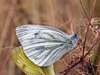 Pieris napi 35, Klein geaderd witje, Saxifraga-Hans Dekker
